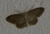Idaea seriata